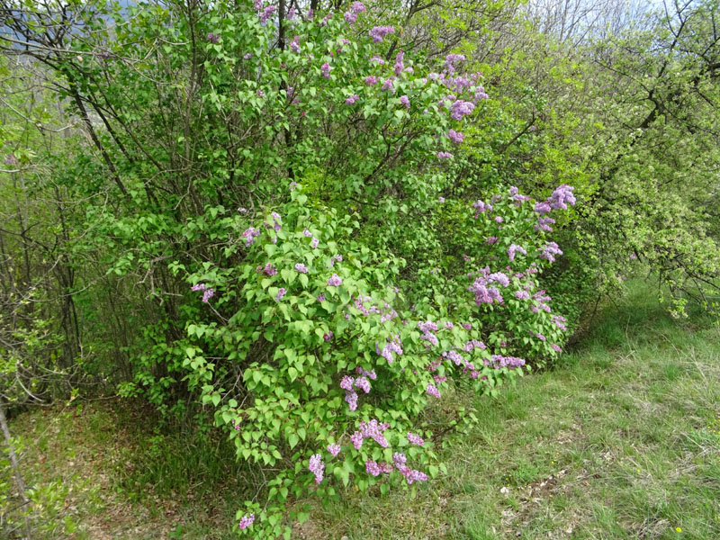 Syringa vulgaris - Oleaceae